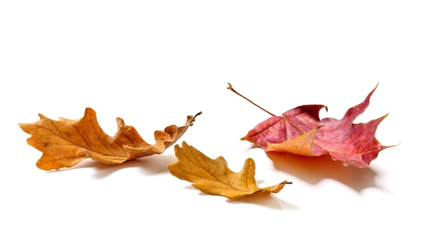 Composizione di foglie di acero e quercia d'autunno isolata su sfondo bianco