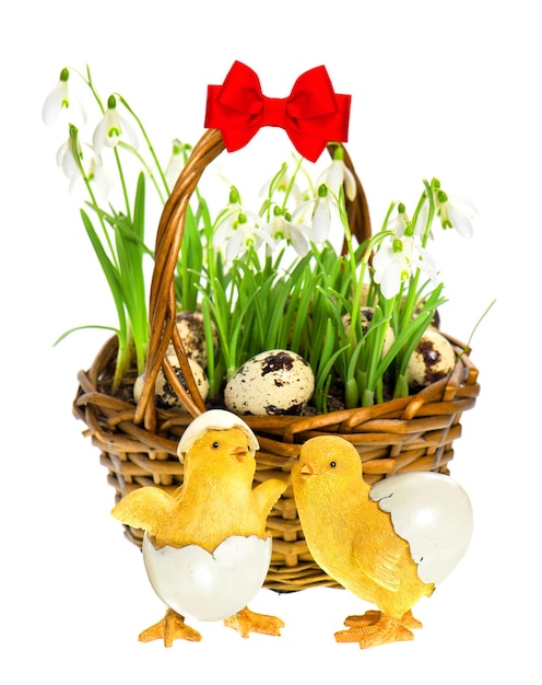 Composizione di Pasqua con pollo divertente. fiori primaverili bucaneve in cestino con uova su sfondo bianco