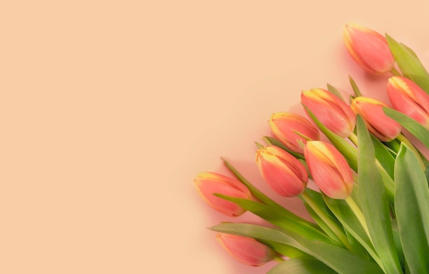 Composizione di Pasqua primaverile con fiori di tulipani rosa su sfondo pastello San Valentino compleanno felice festa della donna festa della mamma concetto piatto laico vista dall'alto spazio copia