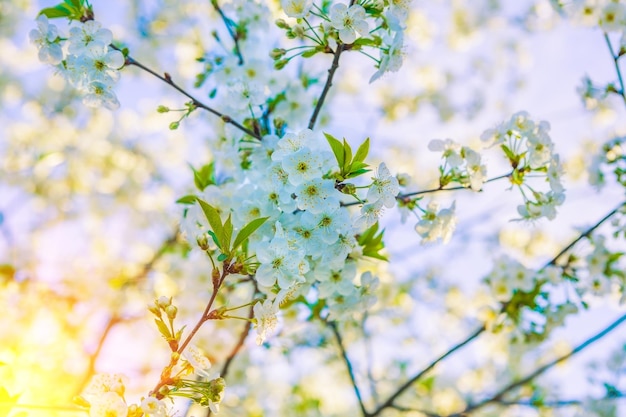 Composizione di rami in fiore ciliegio su sfondo sfocato cielo instagram stile