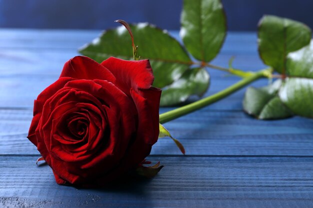 Composizione di rose rosse su fondo di legno blu, San Valentino. Spazio per il testo.