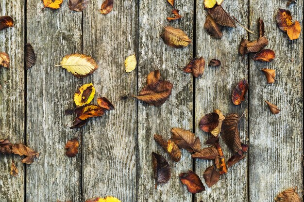 Composizione di sfondo autunnale su sfondo di legno vecchio. Caduta, foglie di autunno sul bordo del granaio con priorità bassa dell'annata di struttura di legno del muschio. Copia spazio, piatto laico, vista dall'alto.