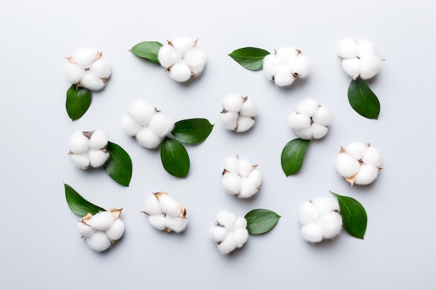 Composizione di sfondo piatto floreale autunnale. Ramo di fiori di cotone bianco essiccato e soffice con vista dall'alto di foglie verdi su tavolo colorato con spazio di copia