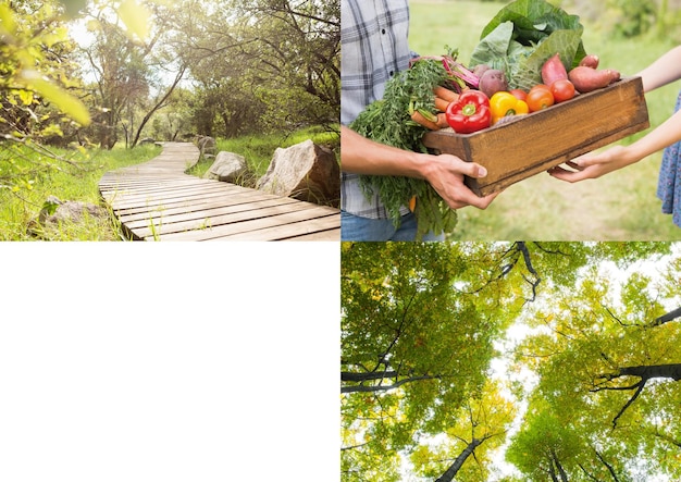 Composizione di tre fotografie della natura e scatola di frutta e spazio copia su sfondo bianco