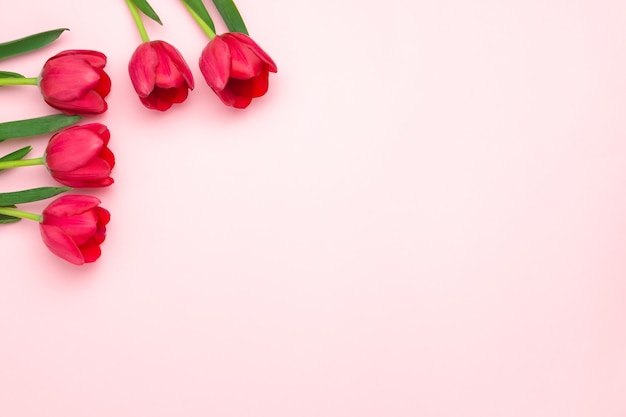 Composizione di tulipani rossi su sfondo rosa. Vista piana, vista dall'alto, copia spazio. Festa della donna, festa della mamma, concetto di primavera. Decorazione floreale