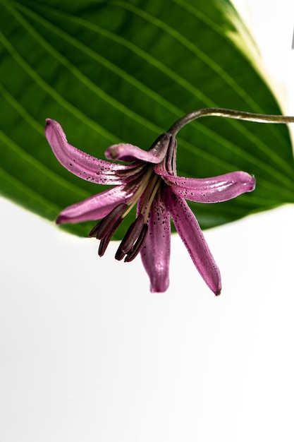 Composizione di un fiore di giglio viola appeso a testa in giù contro la foglia di hosta
