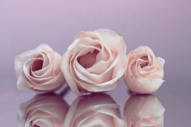 Composizione festiva di teneri fiori di una rosa tea