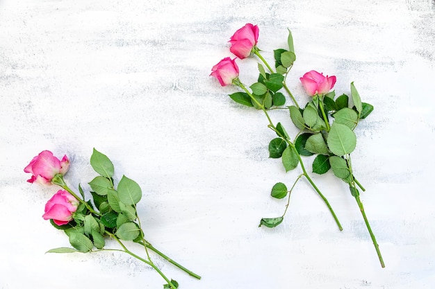 Composizione flatlay fatta di fiori di rosa rosa su tavola bianca