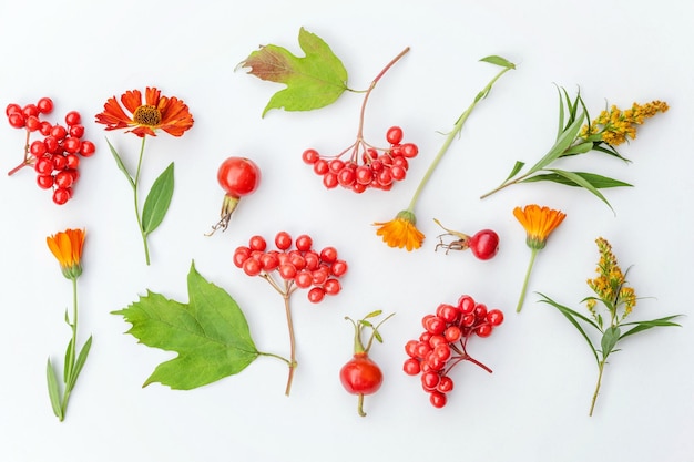 Composizione floreale autunnale piante bacche di viburno rosa canina fiori arancioni e gialli isolati su