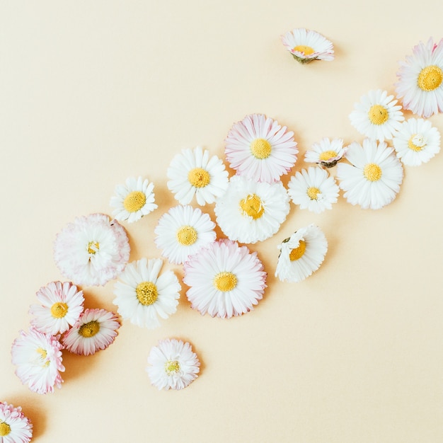 Composizione floreale con boccioli di fiori di camomilla margherita su pastello