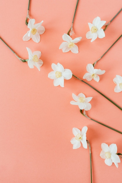 Composizione floreale con fiore di narciso su coralli viventi