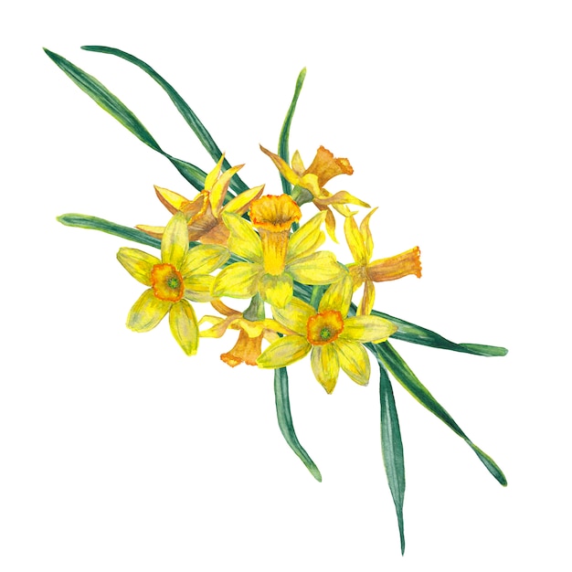 Composizione floreale dei fiori freschi di fioritura realistici della molla. Narcissuses gialli nella vista superiore. Illustrazione ad acquerello