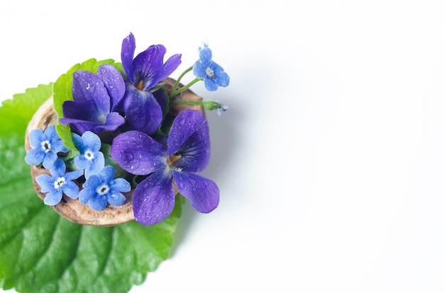 Composizione floristica con viole