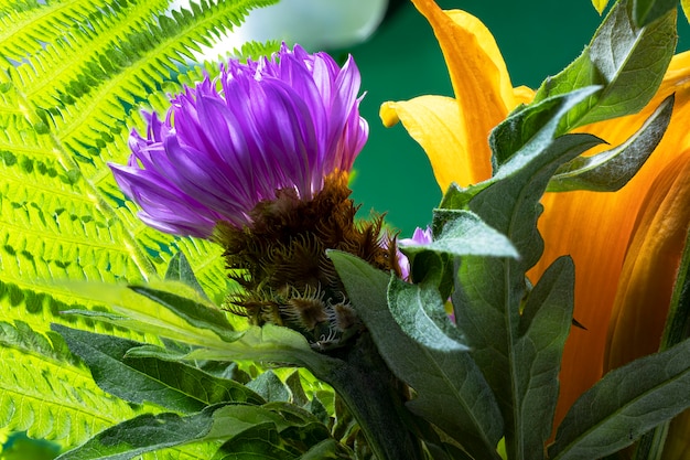 Composizione fresca e colorata da Fiordaliso maculato o Miele di cardo stellato - Centaurea maculosa. Fiori di campo estivi. Sfondo naturale naturale. Riprese macro.