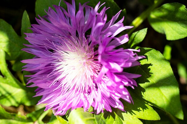 Composizione fresca e colorata da fiordaliso maculato o miele di cardo stellato Centaurea maculosa Fiori di campo estivo Sfondo naturale naturale Riprese macro