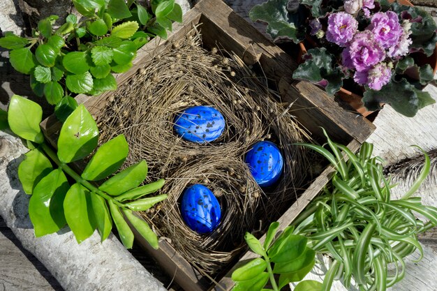 Composizione in Pasqua con l'uovo blu in vecchia scatola di legno con la pianta asciutta come nido e piante verdi e fiore