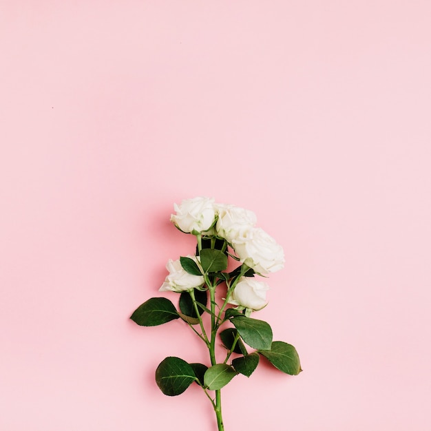 Composizione laica piana del ramo dei fiori della rosa bianca