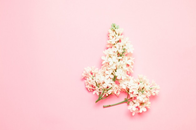 Composizione minima di vista superiore con il ramo lilla del fiore bianco su un fondo rosa con il posto per testo