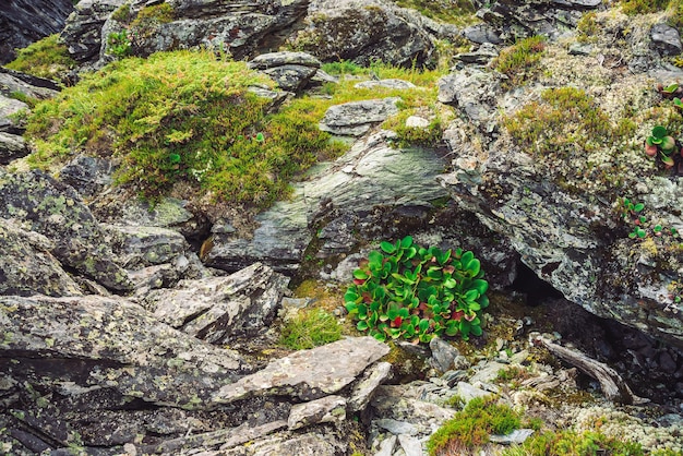 Composizione nella natura con foglie verdi e rosse di bergenia crassifolia
