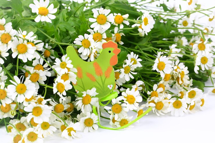 Foto composizione primaverile camomilla e figura pollo pasquale