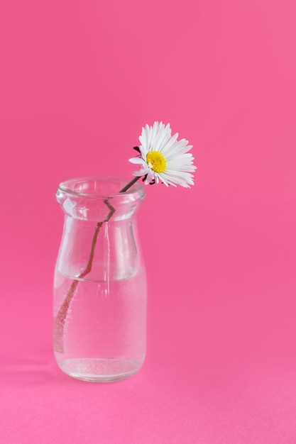 Composizione primaverile con margherita in un barattolo di vetro su uno sfondo rosa chiaro