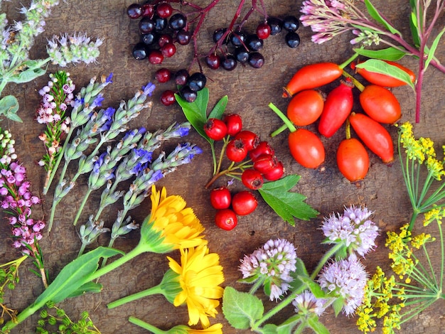 Composizione su legno di vari fiori e frutti selvatici con usi medicinali e gastronomici