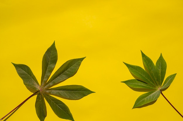 Composizione tropicale estiva. Foglie Di Manioca Su Uno Sfondo Di Carta Gialla. Concetto di estate. Foglie di manioca isolate su uno sfondo giallo