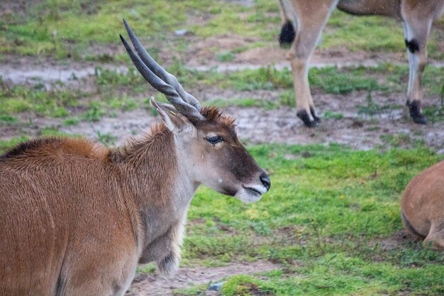 Comune antilope eland multiplo singolo primo piano sfondo africa