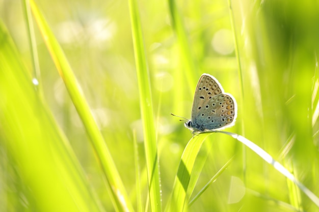 Comune Blue Butterfly nel prato all'alba