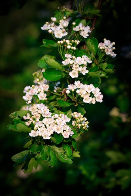 Comune di biancospino Crataegus monogyna