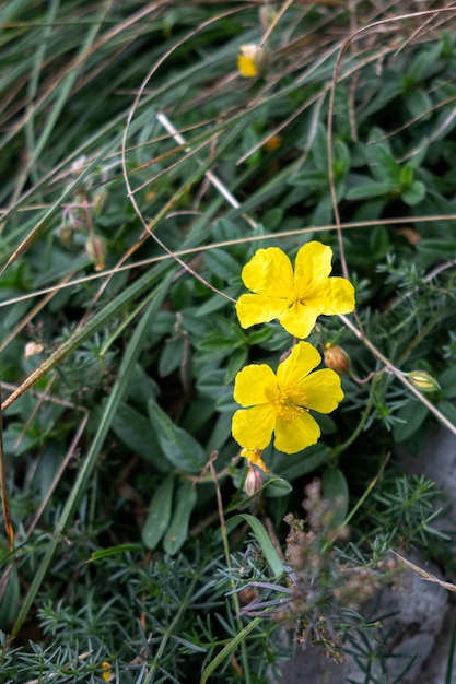 Comune di cisto (Helianthemum nummularium) in fiore Monte Poieto in Italia