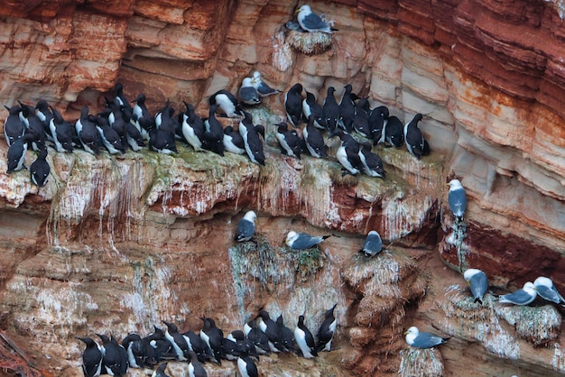 Comune di colonia murre - comune guillemot sulla roccia rossa nel northsea - Helgoland - Germania - Uria aalge