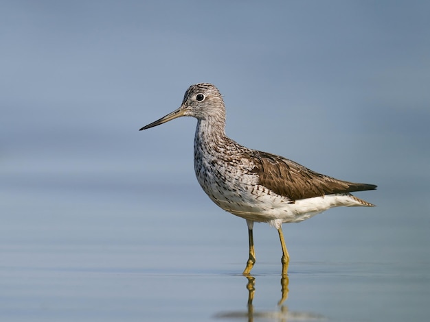 Comune di Greenshank Tringa nebularia