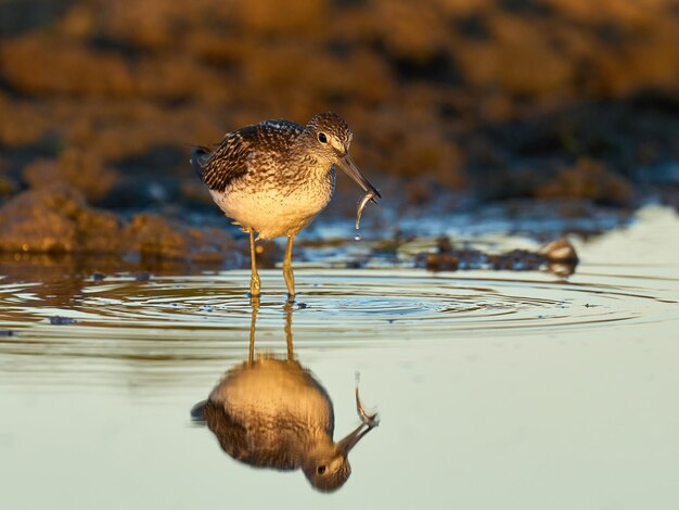 Comune di Greenshank Tringa nebularia