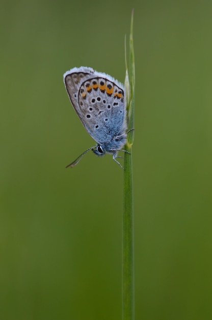 Comune Piccola farfalla blu da vicino in natura