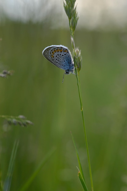 Comune Piccola farfalla blu da vicino in natura