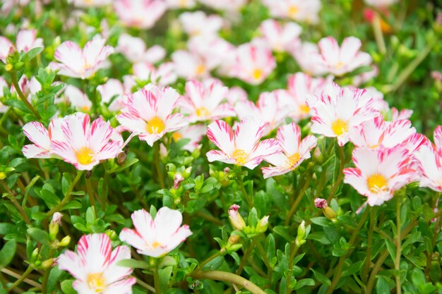 Comune portulaca, Verdolaga, Pigweed, Little Hogweed o fiore di Pusley