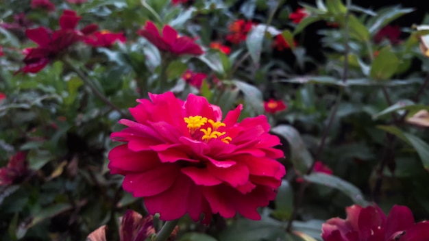 Comune Zinnia elegans fiore o colorato fiore rosa in giardino