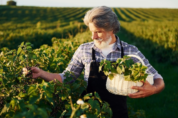 Con cesto in mano Uomo anziano ed elegante con capelli grigi e barba sul campo agricolo con raccolto