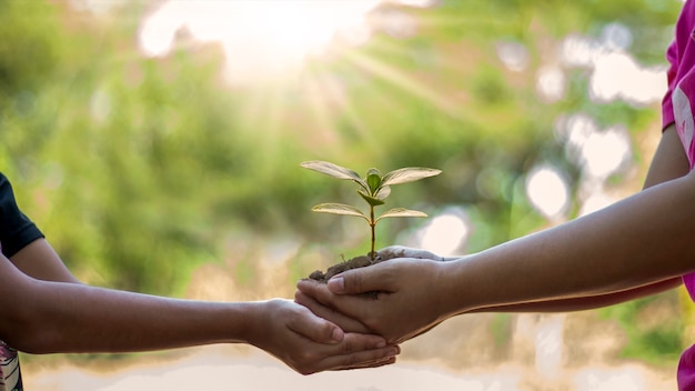 Con entrambe le mani gli esseri umani piantano alberelli o alberi nel terreno con il concetto di conservazione ambientale