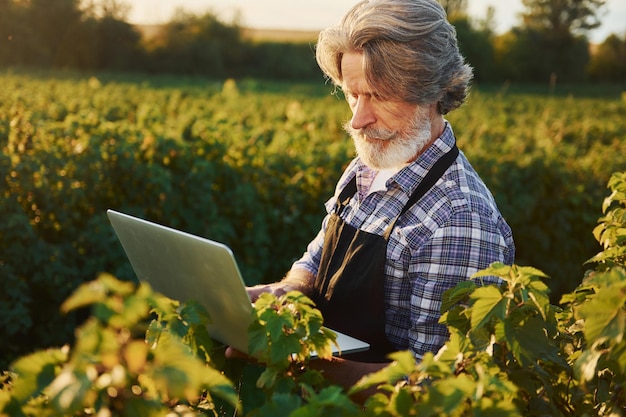 Con il laptop in mano Uomo anziano ed elegante con capelli grigi e barba sul campo agricolo con raccolto