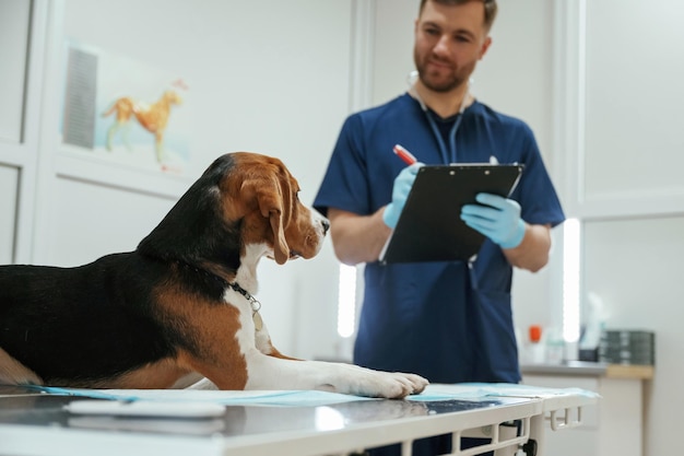 Con il quaderno in mano il veterinario maschio sta lavorando con il cane beagle nella clinica