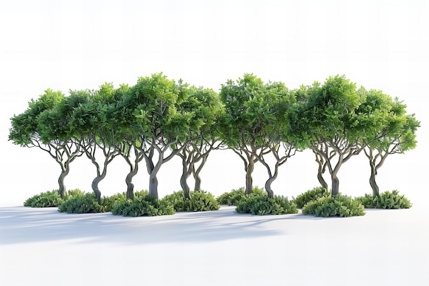 Con un gruppo di alberi su uno sfondo bianco di alta qualità ad alta risoluzione