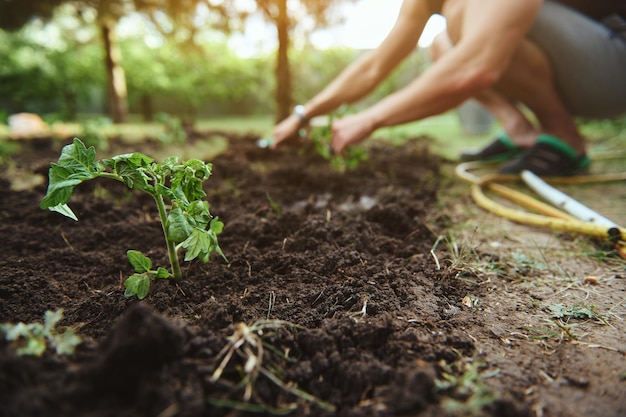 Concentrarsi su una piantina di pomodoro appena piantata nel terreno nero su sfondo sfocato di un agricoltore che infastidisce il terreno piantando alberelli in un orto aperto