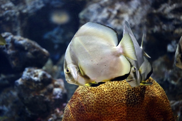 Concentrarsi sul pesce Platax.