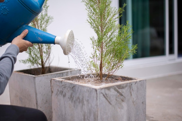 Concentrarsi sull'acqua dall'annaffiatoio Giardinaggio intorno alla casa Closeup