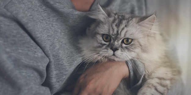 Concentrati sul bulbo oculare del gatto che gioca sul computer portatile