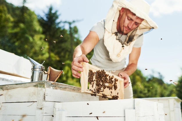 Concentrato sul lavoro. L'apicoltore lavora con il nido d'ape pieno di api all'aperto in una giornata di sole.