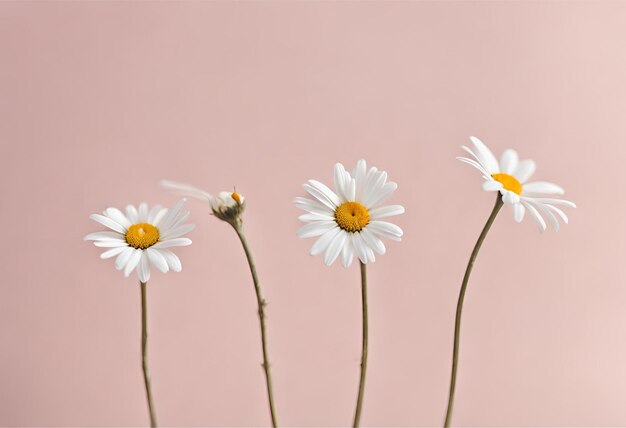 Concept in stile minimale Fiori di camomilla daisy bianche su sfondo rosa pallido 2