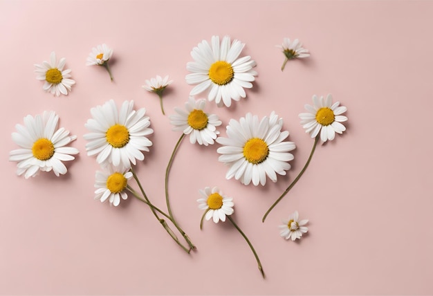 Concept in stile minimale Fiori di camomilla daisy bianche su sfondo rosa pallido 4